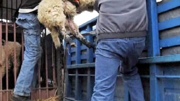 Κρήτη: Ονόματα γνωστών οικογενειών σε μεγάλο κύκλωμα ζωωκλοπών 