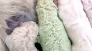 Κουτάβι με... πράσινο χρώμα γεννήθηκε στη Σαρδηνία - Βίντεο