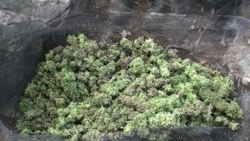 Ρέθυμνο: Έκρυβε έξι κιλά κάνναβης και οκτώ δενδρύλλια στο μαντρί του