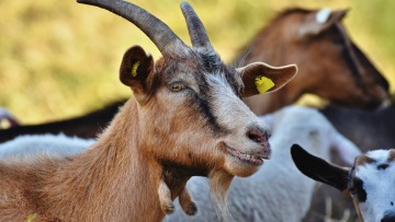 Ρόδος: Οι κραυγές για βοήθεια ήταν το... βέλασμα τράγου!
