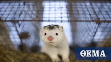 Κορωνοϊός: Ανησυχούν οι ελληνικές κτηνιατρικές υπηρεσίες λόγω των κρουσμάτων σε βιζόν