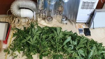 Φυτεία με 400 χασισόδεντρα μέσα σε σπίτι στην Κορινθία