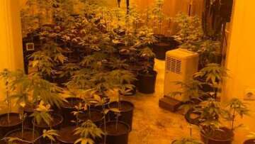 Κορινθία: Φυτεία με 371 δενδρύλλια κάνναβης