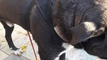 Βόλος: Με στολή… αντι-covid ο τοξότης που τραυμάτισε σκύλο!