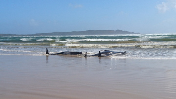 Νέα Ζηλανδία: Περίπου 100 φάλαινες και δελφίνια πέθαναν αφού εξόκειλαν σε απομονωμένα νησιά