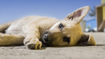 Λιβαδειά: Έπιασαν 77χρονο που δηλητηρίασε σκύλο με φόλα