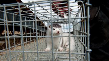 Τη μετεγκατάσταση των επαγγελματικών τους δραστηριοτήτων στη Βόρεια Ελλάδα εξετάζουν Δανοί εκτροφείς μινκ