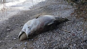 Αχαΐα: Ψάρι μήκους 2,5 μέτρων ξεβράστηκε στην παραλία του Λόγγου