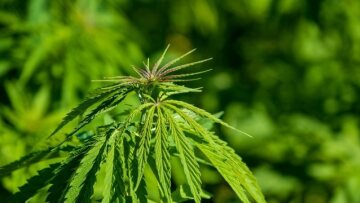 Καμένα Βούρλα: Φύτεψε 106 χασισόδεντρα σε μπαλκόνι και ταράτσα!