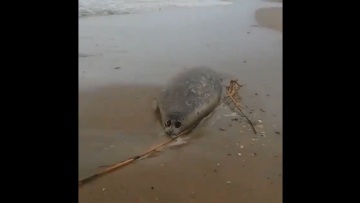 Ρωσία: Νεκρές σχεδόν 300 φώκιες απειλούμενου είδους που ξεβράστηκαν στην Κασπία