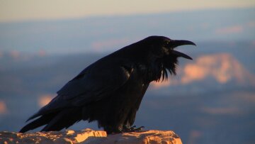 Έρευνα: Τα κοράκια είναι εξίσου έξυπνα με τους χιμπατζήδες και τους ουραγκοτάγκους