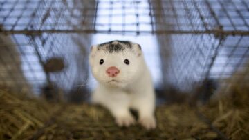 Κορωνοϊός: Η Δανία απαγορεύει με νόμο την εκτροφή βιζόν έως το 2022