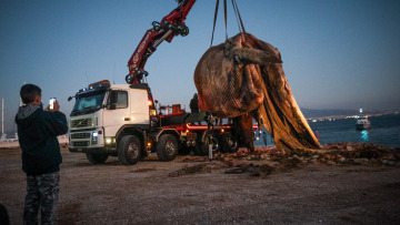 Νεκρή φάλαινα στον Πειραιά: Χτύπημα σε προπέλα η πιθανή αιτία θανάτου