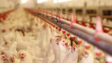 Ουγγαρία: Σφαγή 101.000 κοτόπουλων μετά την εμφάνιση γρίπης των πτηνών 