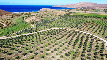 Μυτιλήνη: Η «πράσινη» επένδυση με τις 40.000 ελιές που έδωσε ζωή στον τόπο