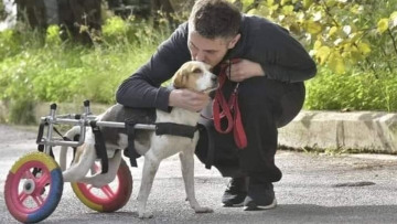 Χατζηγιάννης - Μακρυπούλια: Έφτιαξαν αναπηρικό αμαξίδιο για τη σκυλίτσα τους