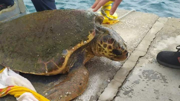 Λέρος: Εντοπίστηκε τραυματισμένη καρέτα - καρέτα στο λιμάνι - Δείτε βίντεο