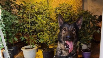 Χίος: Σε σπίτι-θερμοκήπιο έκρυβε 22 χασισόδεντρα