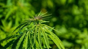 ΗΠΑ: Οι υποσχέσεις νομιμοποίησης από τους Δημοκρατικούς, εκτοξεύουν τις μετοχές της κάνναβης!