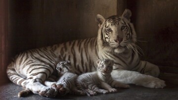 Κορωνοϊός - Πακιστάν: Νεκρά δύο λευκά τιγράκια σε ζωολογικό πάρκο, πιθανώς από Covid-19