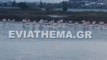 Εύβοια: Φλαμίνγκο βρήκαν καταφύγιο από το χιόνι στις αλυκές Κοπανά 