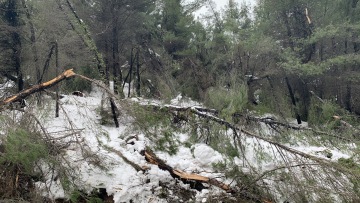 Απίστευτη καταστροφή στη Βόρεια Εύβοια: Κατέρρευσαν δέντρα πάνω σε κολώνες της ΔΕΗ