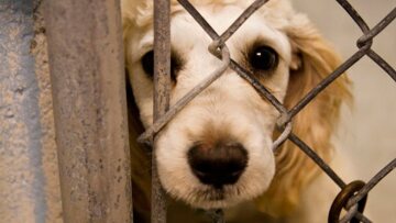 Άγνωστος επιτέθηκε σε σκύλο με αιχμηρό αντικείμενο στον Βύρωνα