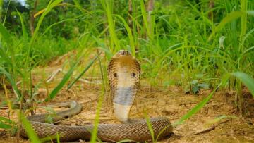 Ινδική κόμπρα δάγκωσε τον 30χρονο - Γιατί το αντίδοτο ήρθε με ιδιωτική πτήση από την Κύπρο
