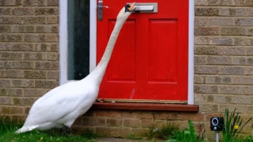 Αγγλία: Κύκνος χτυπά με το ράμφος του τις πόρτες των γειτόνων του και τους... ξυπνά κάθε πρωί (βίντεο)