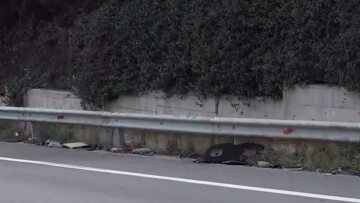 Τροχαίο στο Σχιστό: Του είχαν πάρει αυτοκίνητο, για να μην αγοράσει μηχανή  