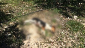 Κτηνωδία στην Κρήτη: Εκτέλεσε εν ψυχρώ κουτάβι, αφού πρώτα το βασάνισε