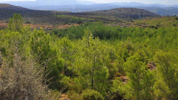 Δασικοί χάρτες: Παράταση έξι μηνών για υποβολή αντιρρήσεων και μείωση του τέλους κατά 50%