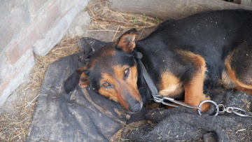 Κακοποίηση ζώου: Το προφίλ των δραστών – Τι να κάνετε