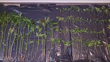 Λέσβος: Εντοπίστηκαν 70 φυτά κάνναβης στη δομή μεταναστών στο Καρά Τεπέ