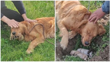 Κίνα: Σκυλίτσα έχασε στη γέννα τα μικρά της και σκάβει τον τάφο τους - Αρνείται να τα αποχωριστεί (βίντεο)