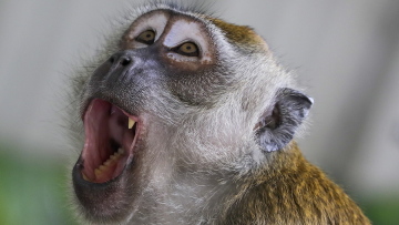 Επιστήμονες δημιούργησαν χιμαιρικά έμβρυα από άνθρωπο και... μαϊμού