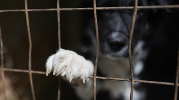 Σε δημόσια διαβούλευση το νομοσχέδιο για κατοικίδια και αδέσποτα ζώα – Ερωτήσεις και απαντήσεις