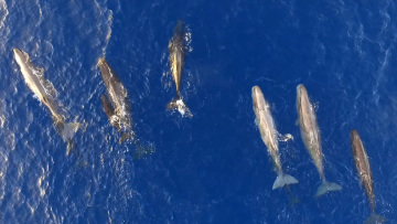 Ιόνιο Πέλαγος: Φάλαινες ταΐζουν τα μικρά τους - Εκπληκτικές εικόνες από drone