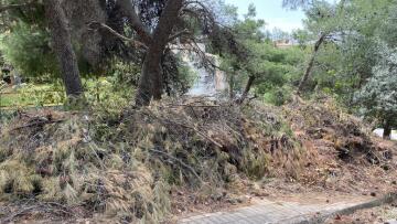 Τα κλαδιά κινδυνεύουν να γίνουν «προσάναμμα» και ο Δήμαρχος Κηφισιάς, Γιώργος Θωμάκος αγρόν αγοράζει