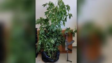 Ηράκλειο: Είχε καλάσνικοφ ο χασισοκαλλιεργητής