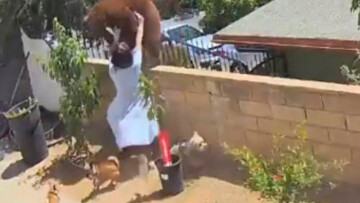 Νεαρή Καλιφορνέζα «τα έβαλε» με... αρκούδα για να προστατέψει τα σκυλιά της - Δείτε βίντεο