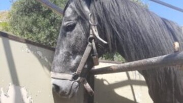 Ηράκλειο: Αυτόφωρο και 30.000 ευρώ πρόστιμο για κακοποίηση αλόγου