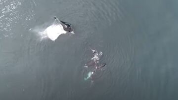 Το μυστήριο της Όρκας: Πώς αναπτύσσουν κοινωνικές επαφές οι «δολοφόνοι φάλαινες» - Δείτε βίντεο