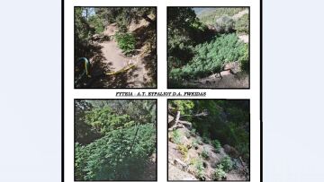 Φωκίδα: Τσάκωσαν πάνω στο… κούρεμα τους χασισοκαλλιεργητές!