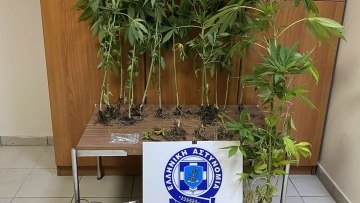 Κιλκίς: Μετά το δάσος ετοίμαζε και στο σπίτι χασισοκαλλιέργεια