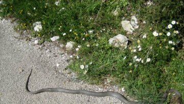 Καλαμάτα: Πανικός από «εισβολή» φιδιού σε ζαχαροπλαστείο