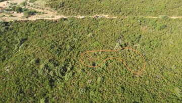 Eπιχείρηση της Δίωξης με ΕΚΑΜ και drones: Εντοπίστηκε μεγάλη χασισοφυτεία στην ορεινή Ναυπακτία