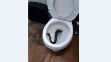 Φίδια... βγήκαν στο σεριάνι σε Ευξεινούπολη Μαγνησίας, Μεσολόγγι -  Ερπετό ξετρύπωσε από τη... λεκάνη τουαλέτας σε κάμπινγκ!