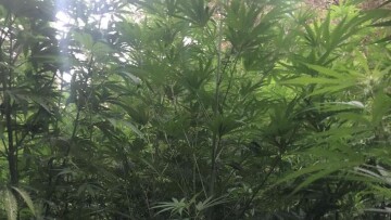 Πάτρα: Καλλιεργούσαν χασισοφυτεία με 110 δενδρύλλια ύψους έως 4 μέτρων! - Φωτογραφίες