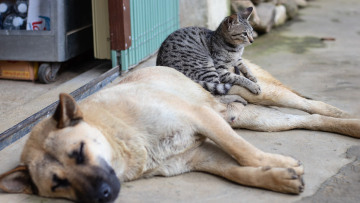 Αντιμέτωπος με κάθειρξη έως και 10 έτη όποιος θανατώνει ή βασανίζει ζώο